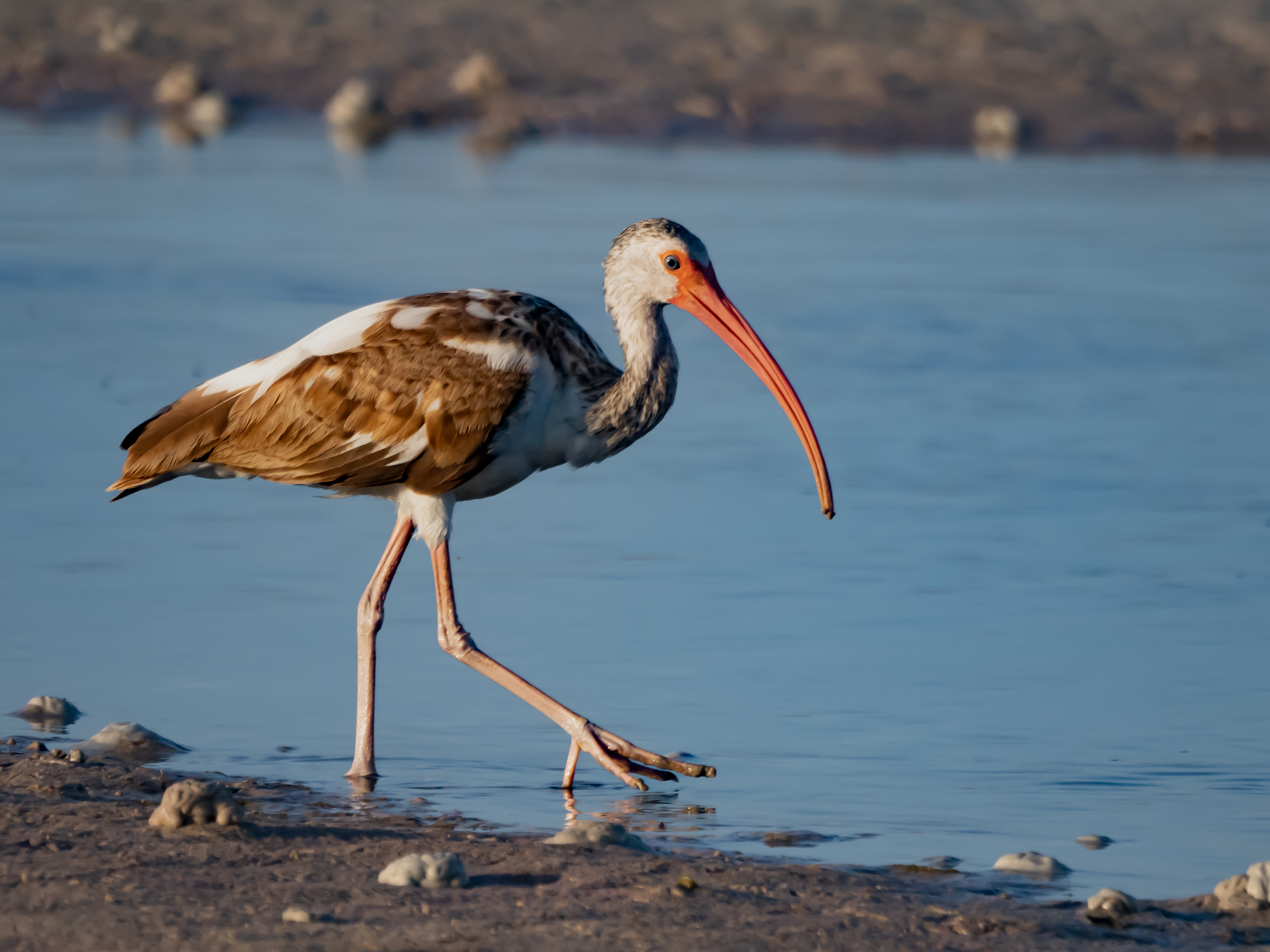 P5040151 - white ibis color morph