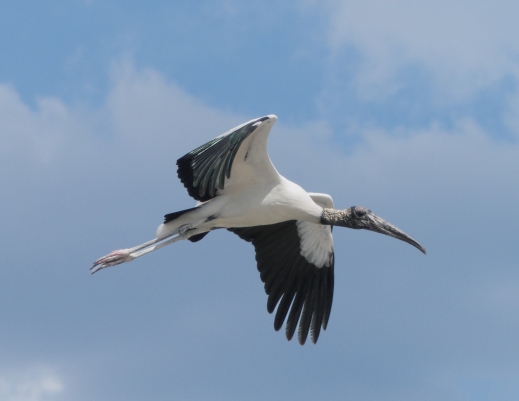 P5062549 wood stork in flight